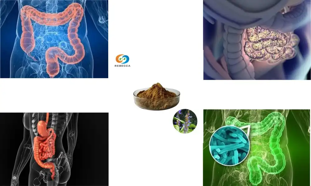 How Does Coleus Root Extract Improve Digestion?